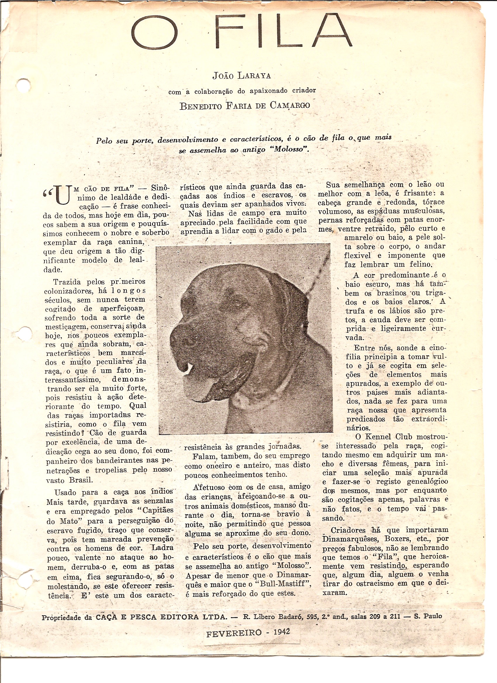 FILA - POR FRANCISCO PELTIER DE QUEIROZ - Cão de Fila Brasileiro CAFIB