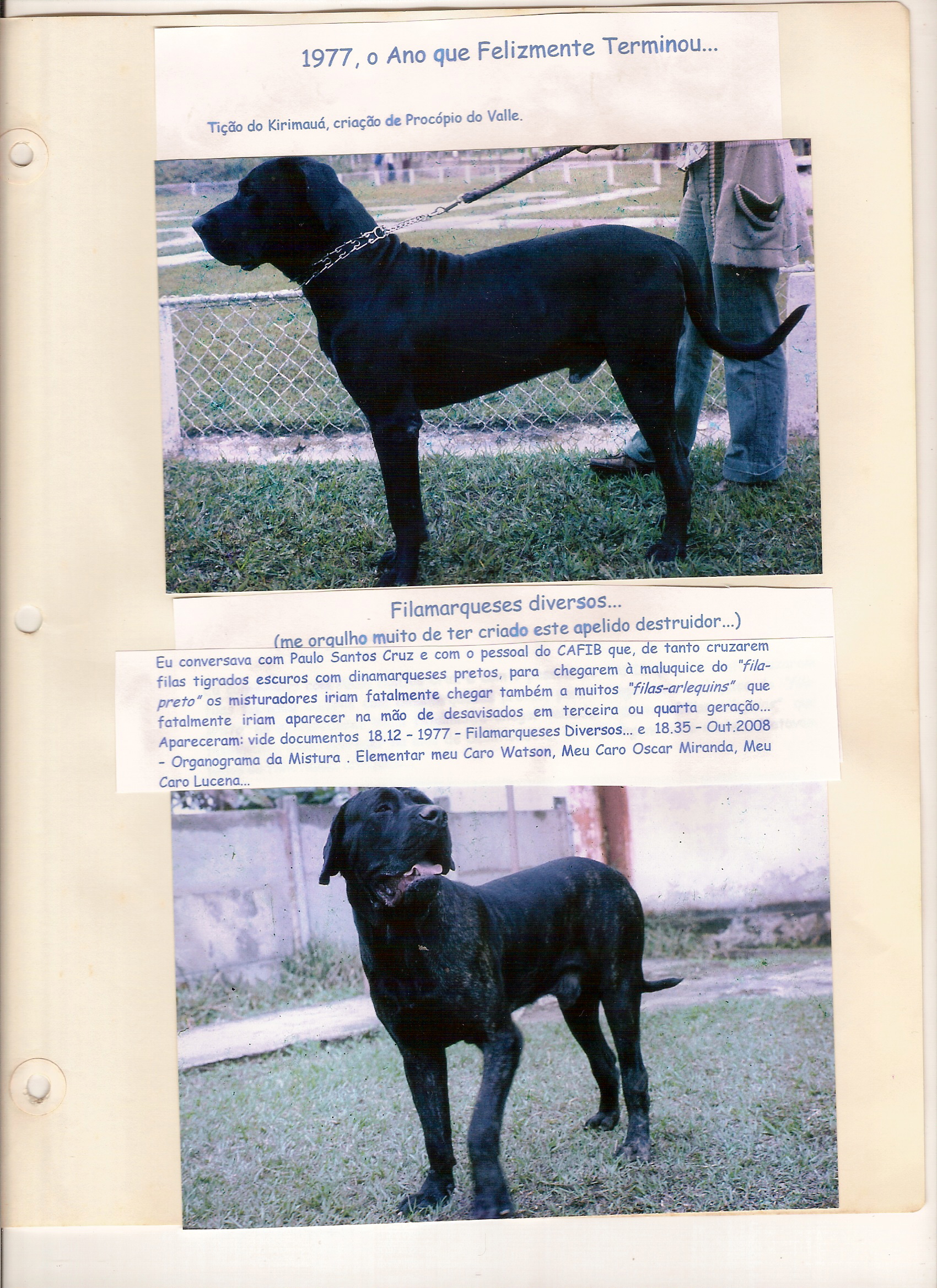 FILA BRASILEIRO - POR FRANCISCO PELTIER DE QUEIROZ - Cão de Fila Brasileiro  CAFIB